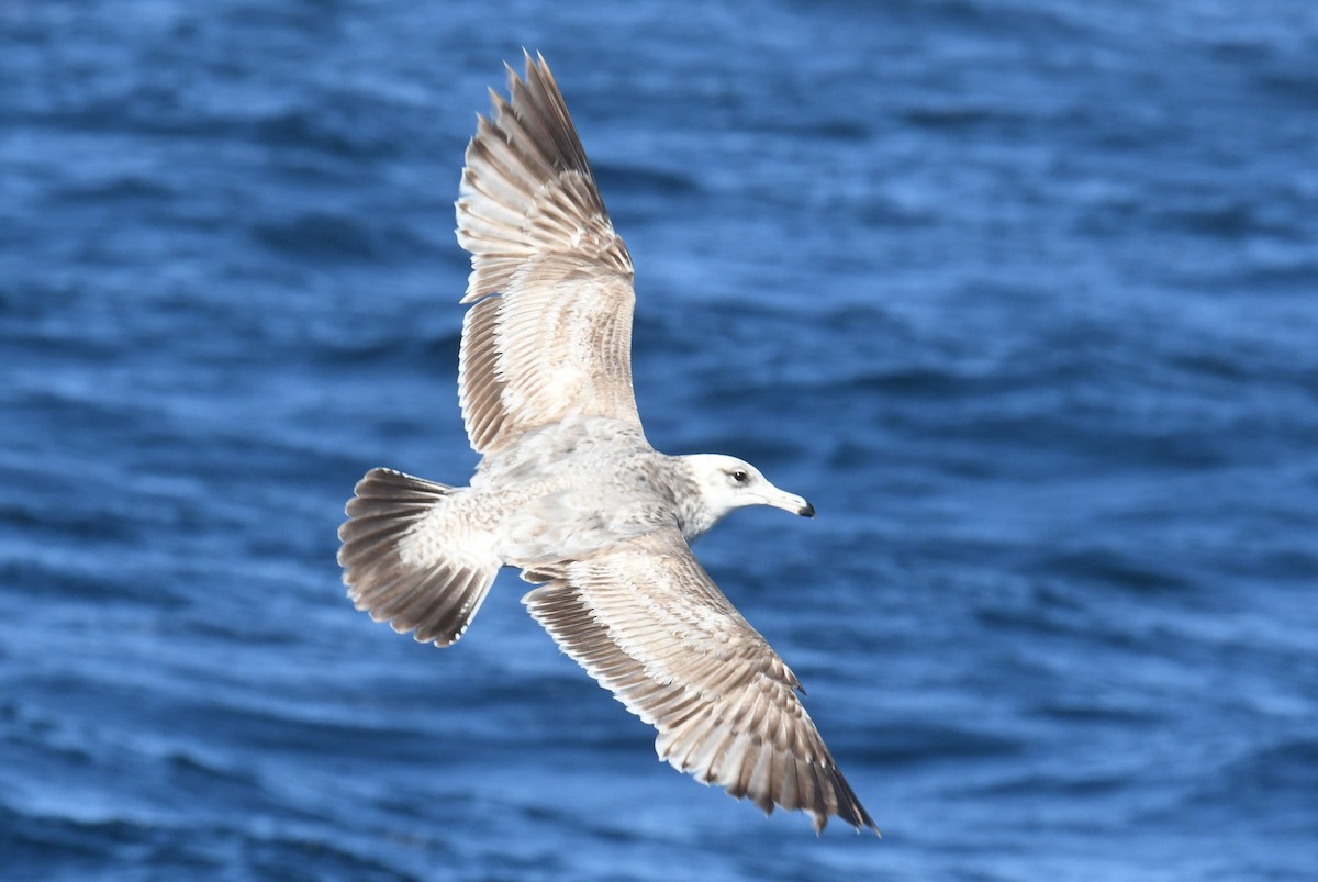 California Gull - ML636597252