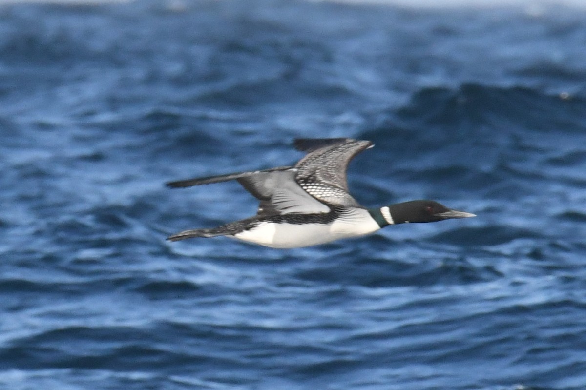Common Loon - ML636597259