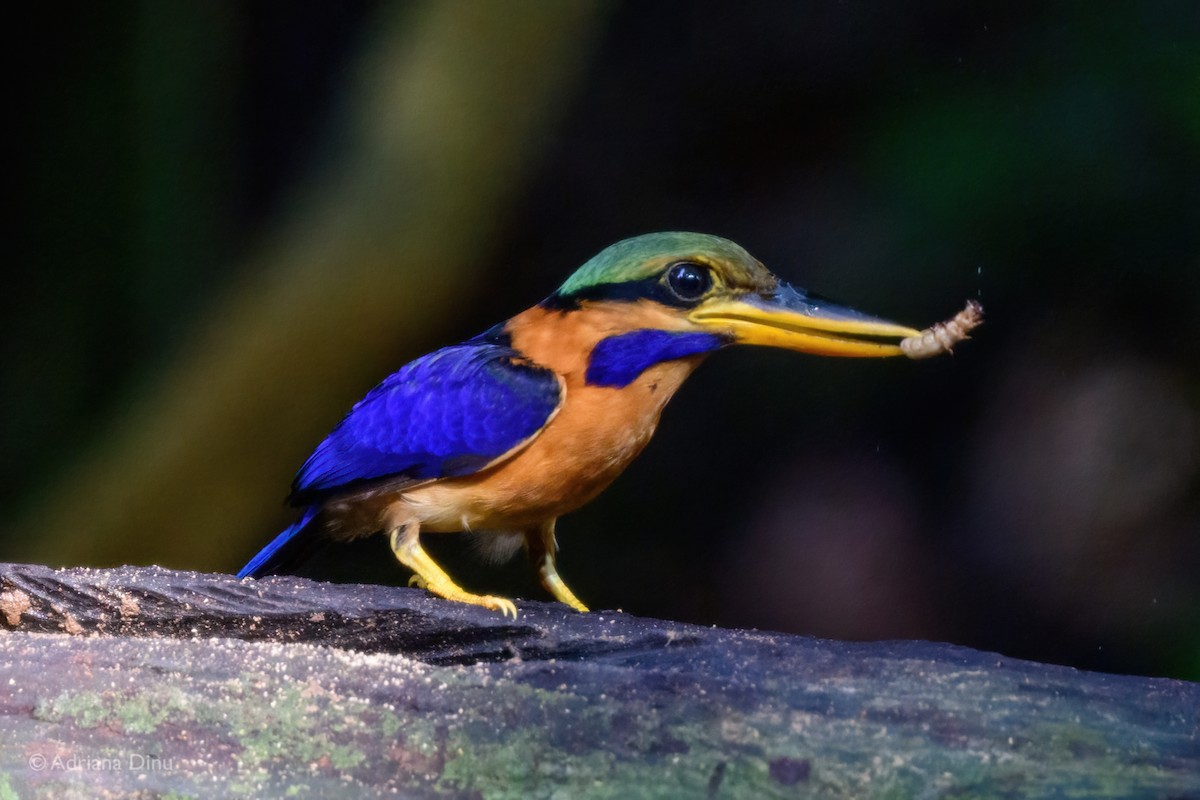 Rufous-collared Kingfisher - ML636597424
