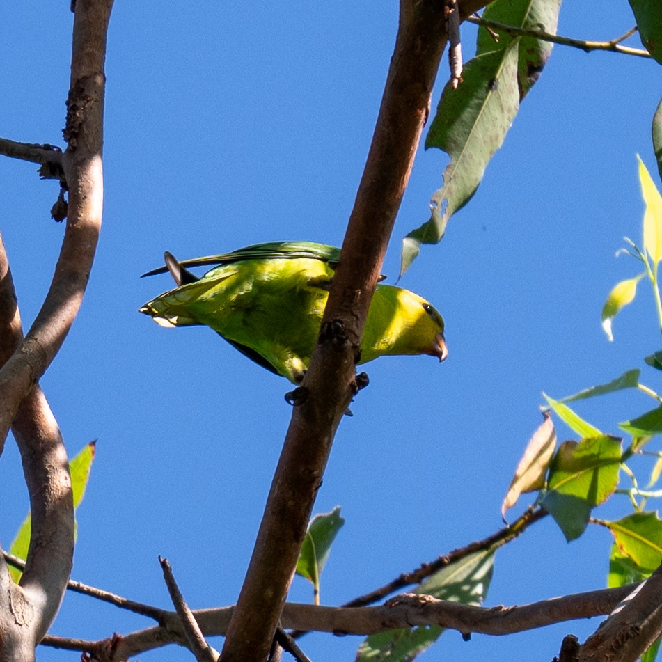Olive-headed Lorikeet - ML636597441