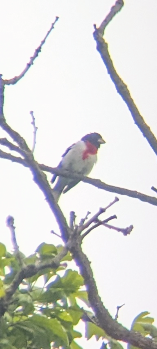 Rose-breasted Grosbeak - ML636597537