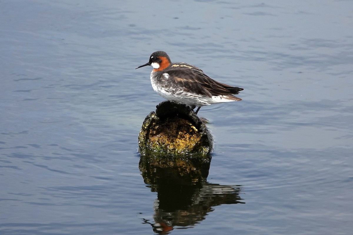 Red-necked Phalarope - ML636597611