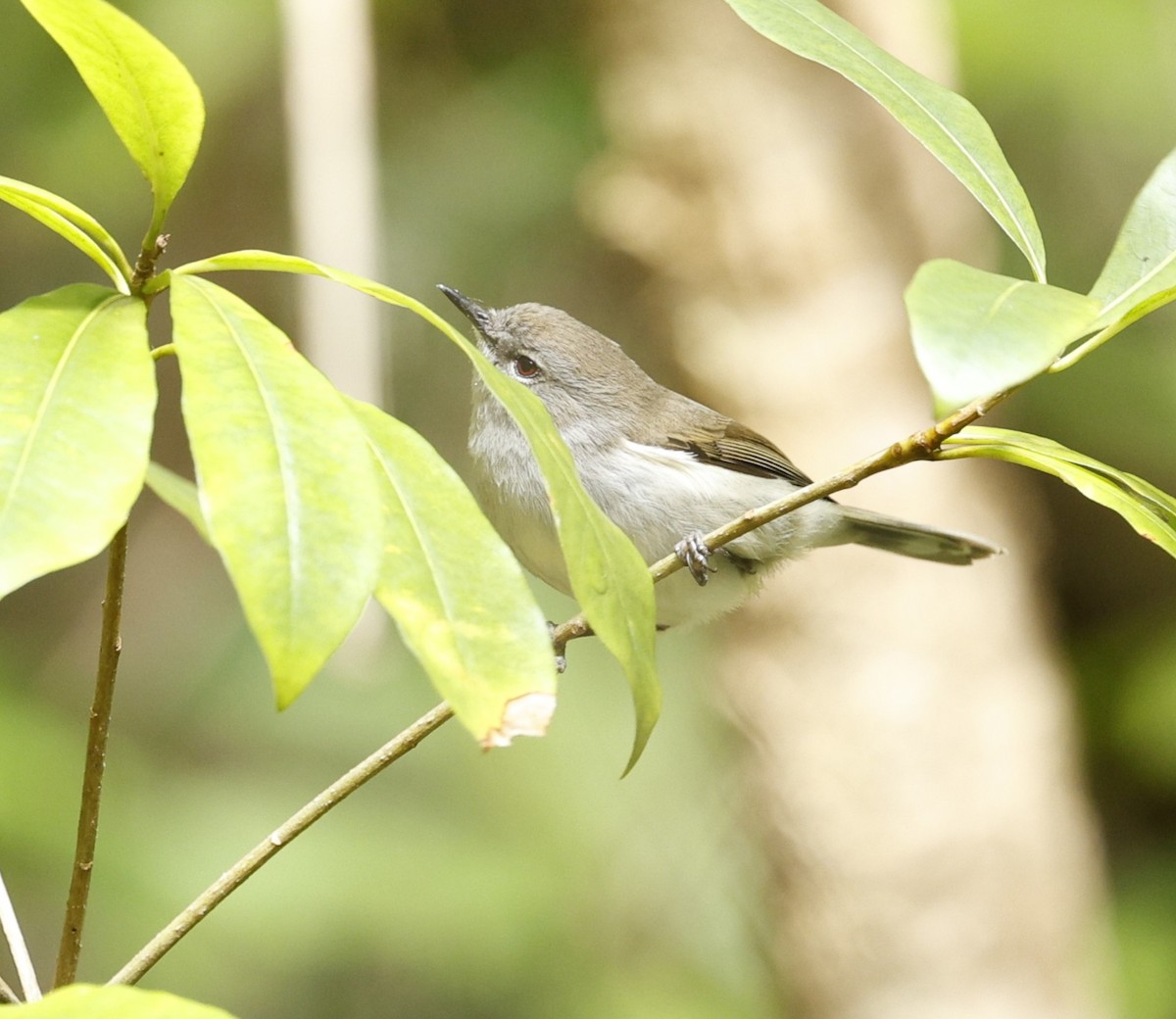 Norfolk Island Gerygone - ML636597644