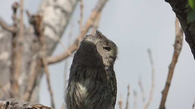 Eastern Screech-Owl - ML636597976