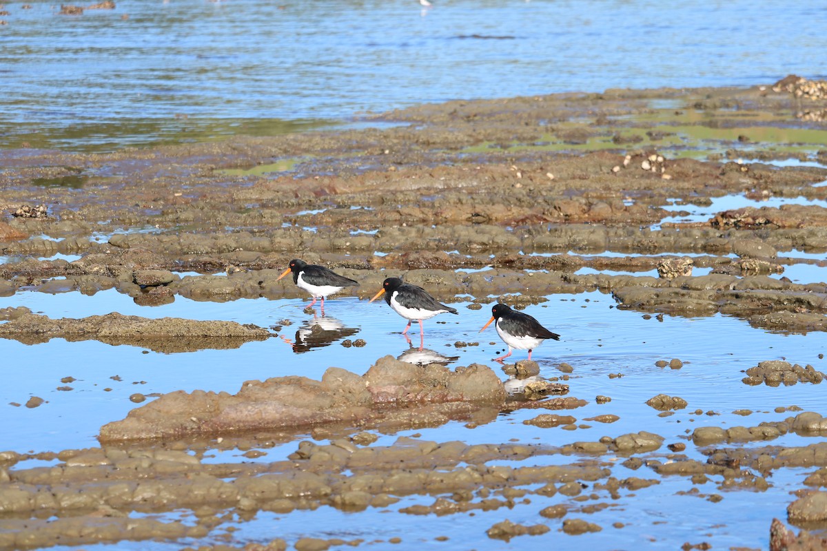 South Island Oystercatcher - ML636598055