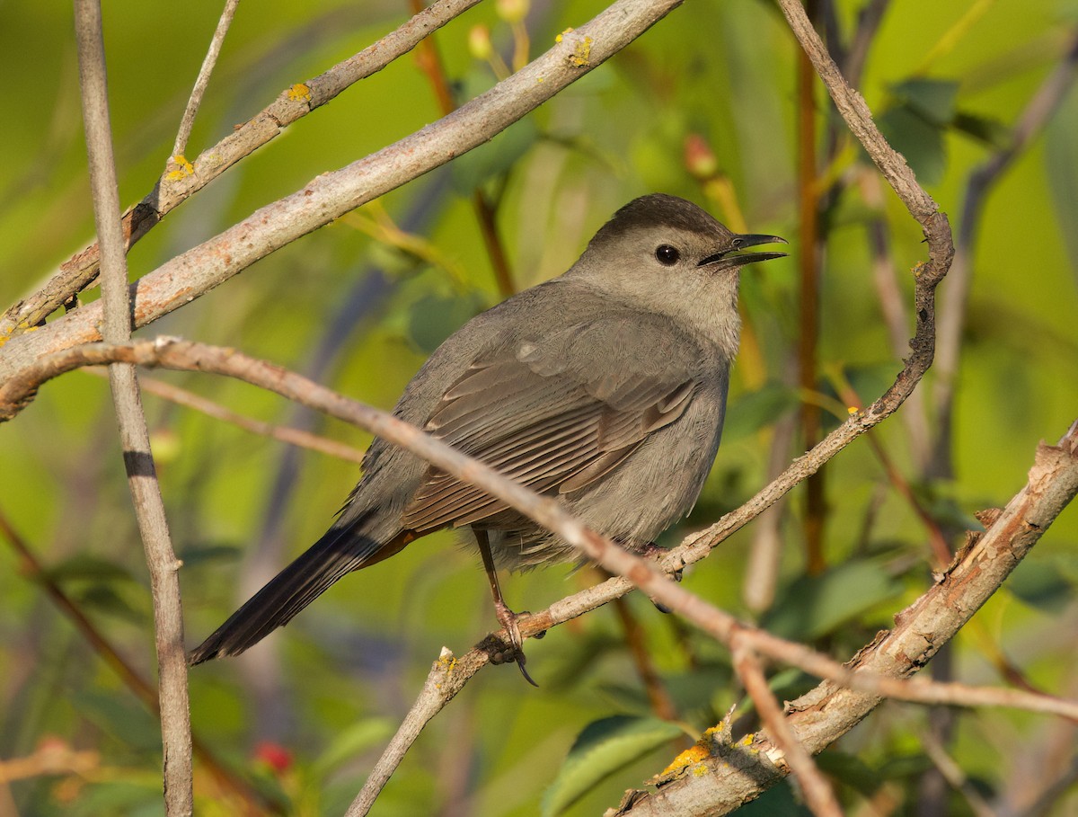 Gray Catbird - ML636598081