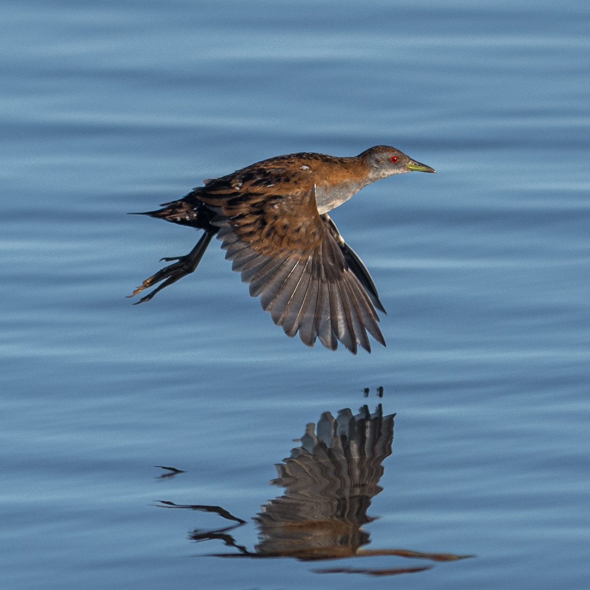 Baillon's Crake - ML636598106