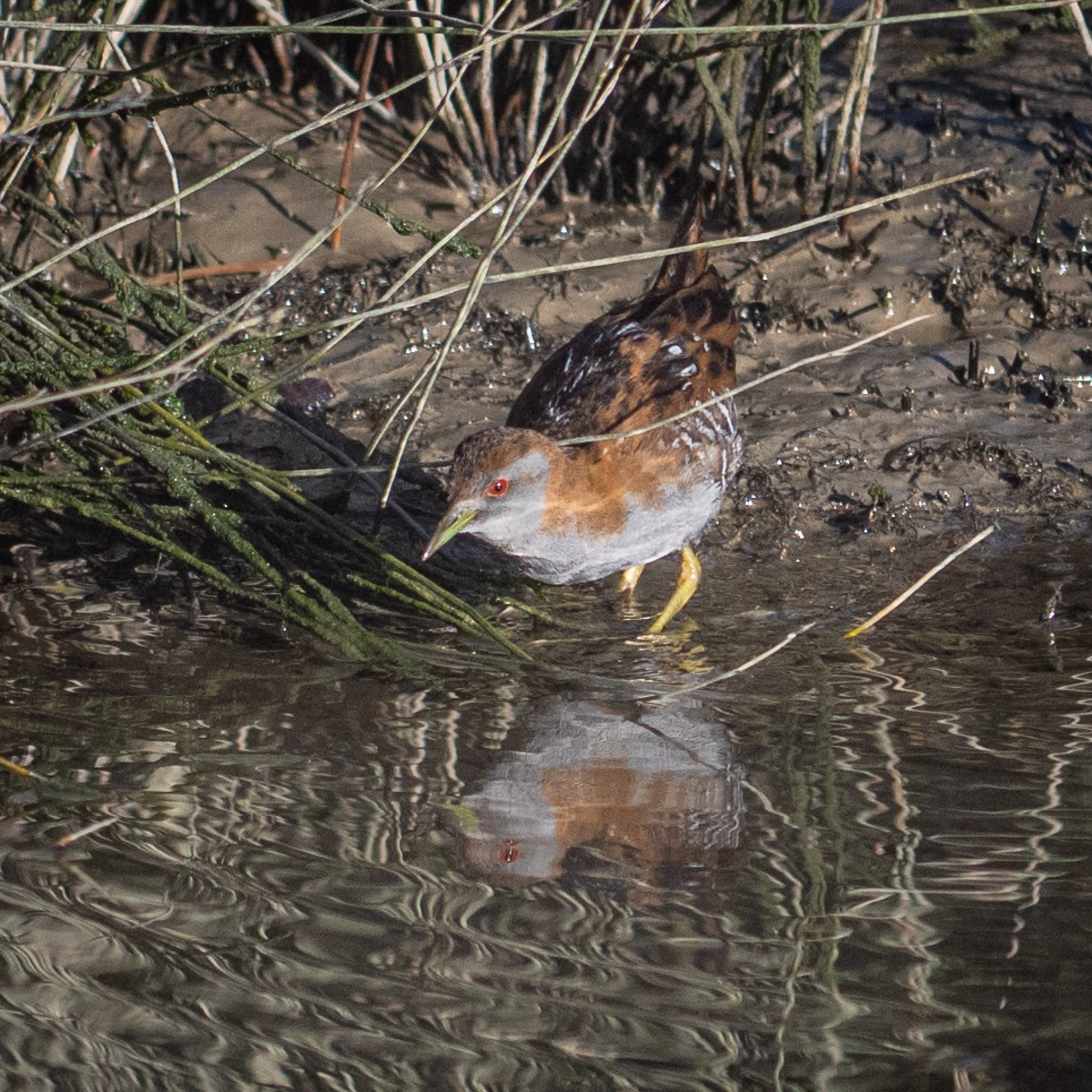 Baillon's Crake - ML636598113