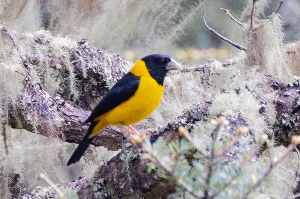 Collared Grosbeak - ML636598225
