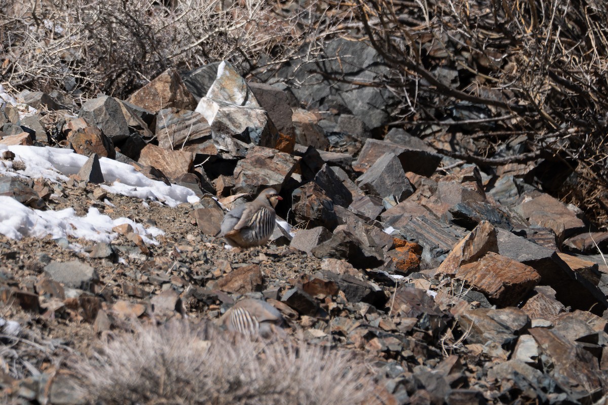 Chukar - ML636598246