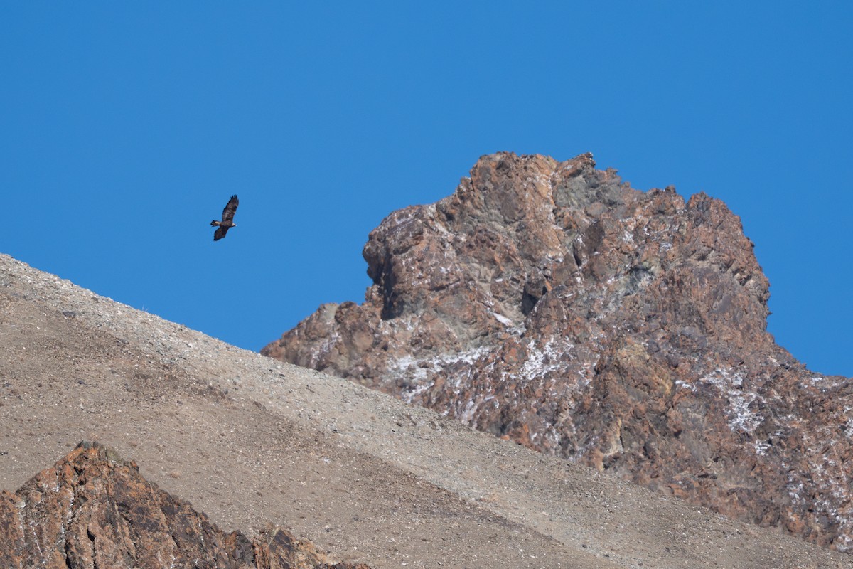 Golden Eagle - ML636598262