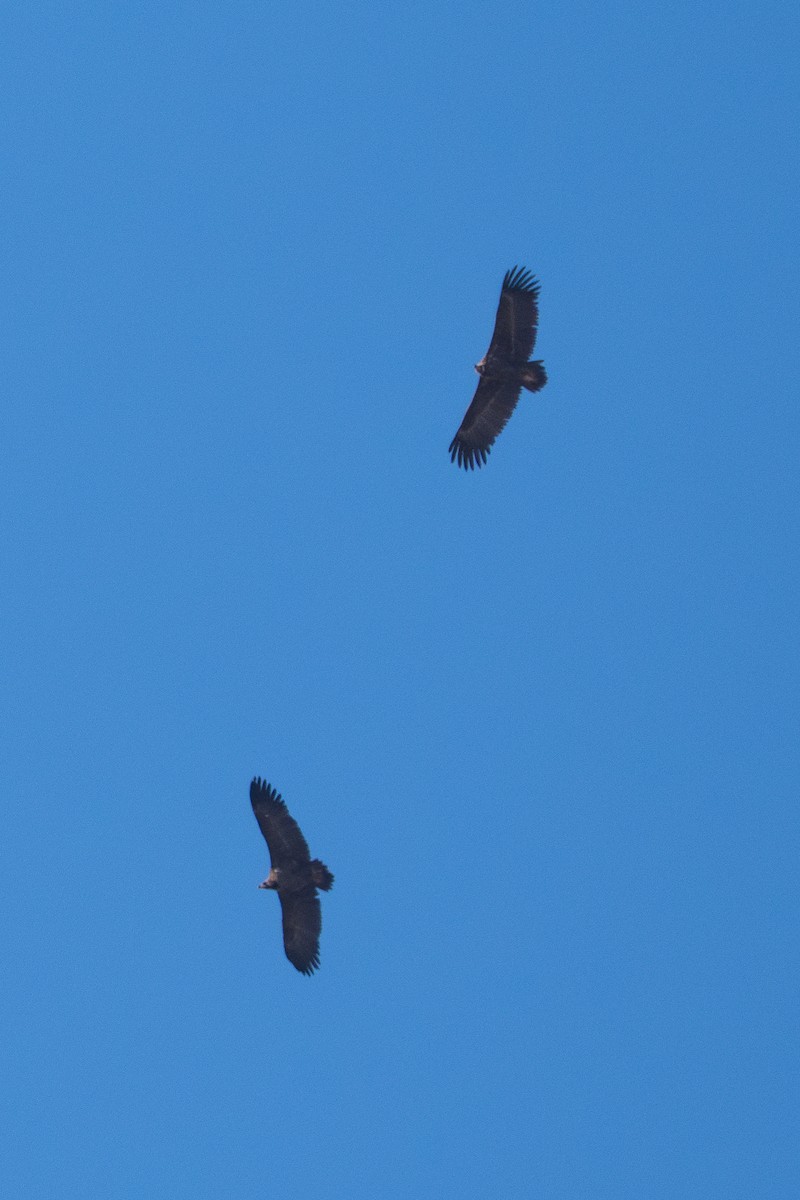 Golden Eagle - ML636598279