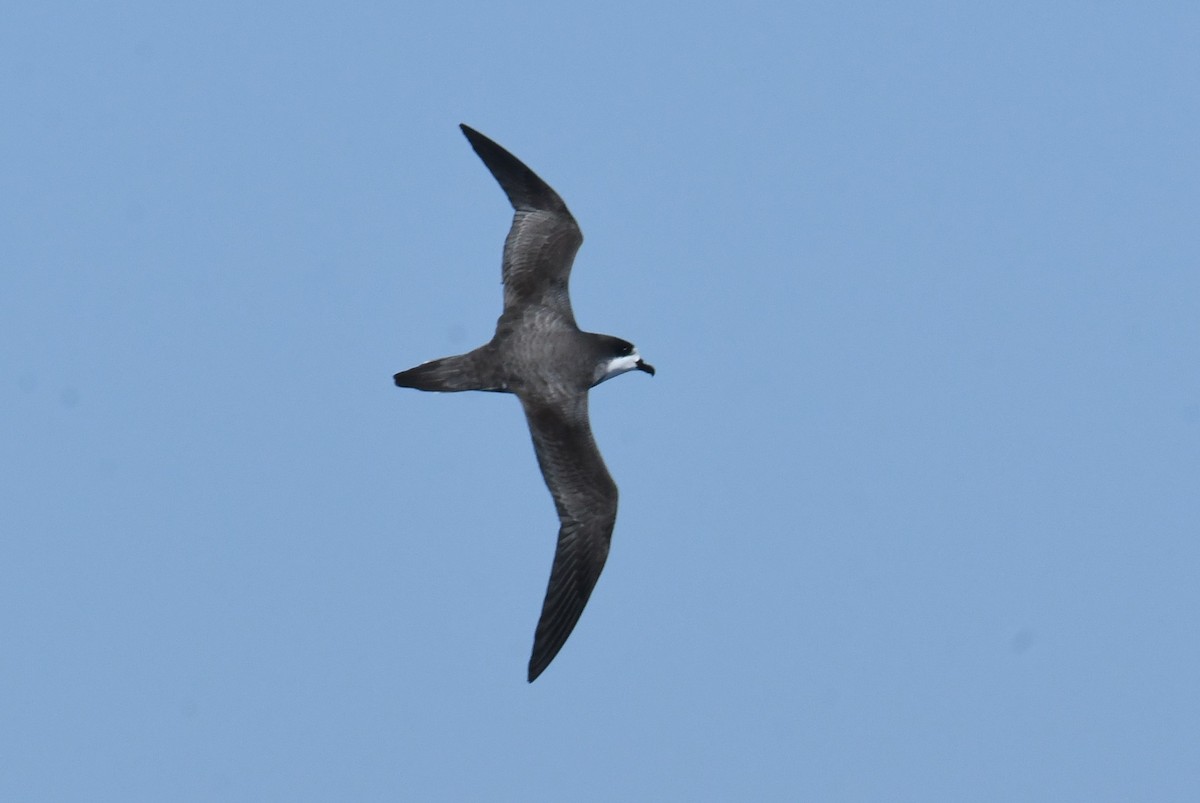 Hawaiian Petrel - ML636598312