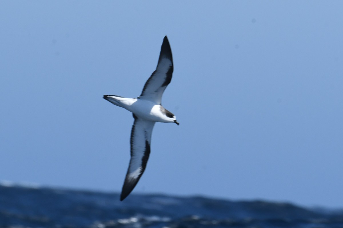 Hawaiian Petrel - ML636598313