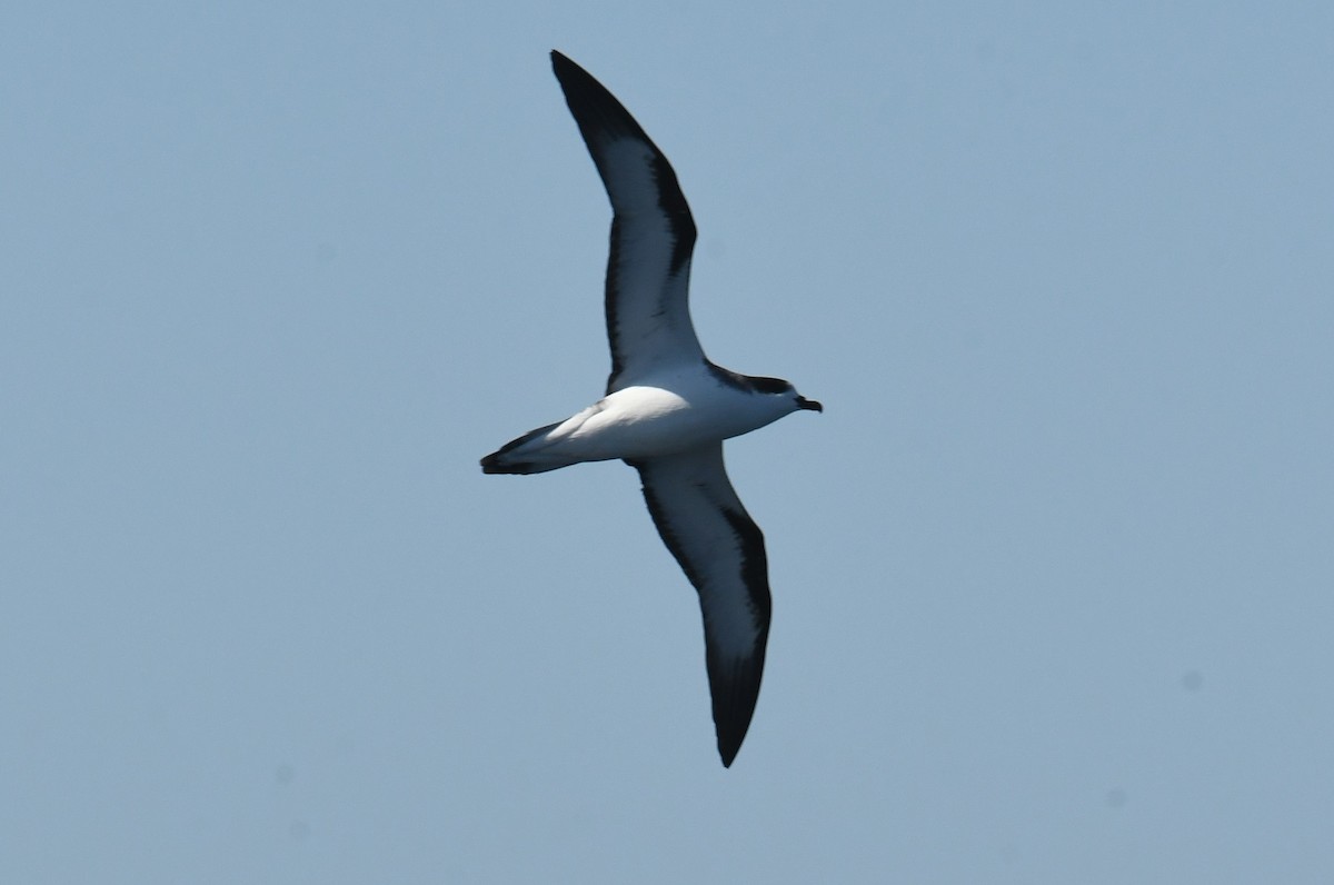 Hawaiian Petrel - ML636598314