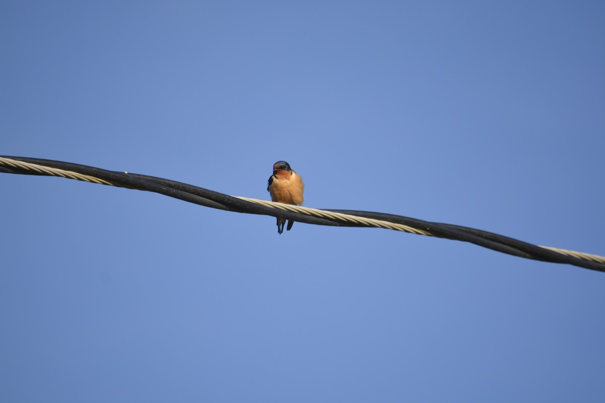 Barn Swallow - ML636598457