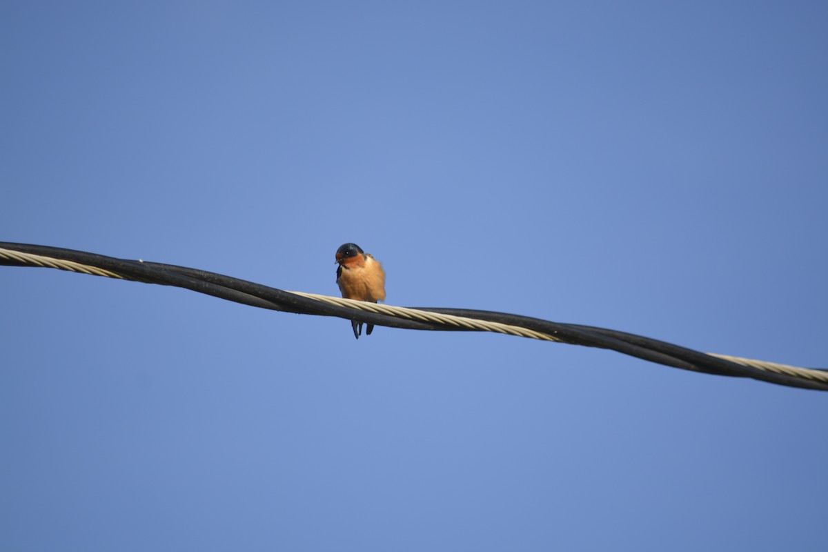 Barn Swallow - ML636598458