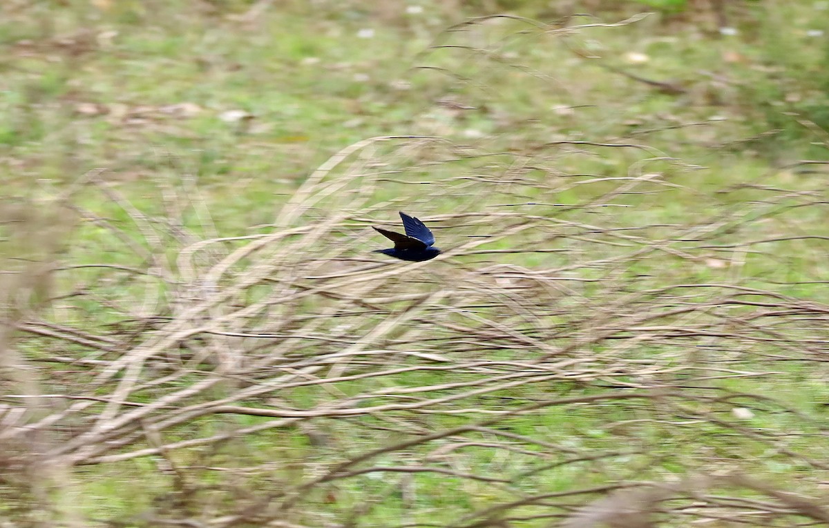 Montane Blue Swallow - ML636598506