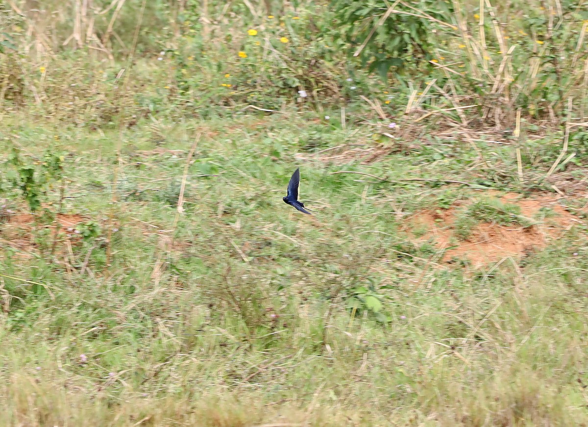 Montane Blue Swallow - ML636598507
