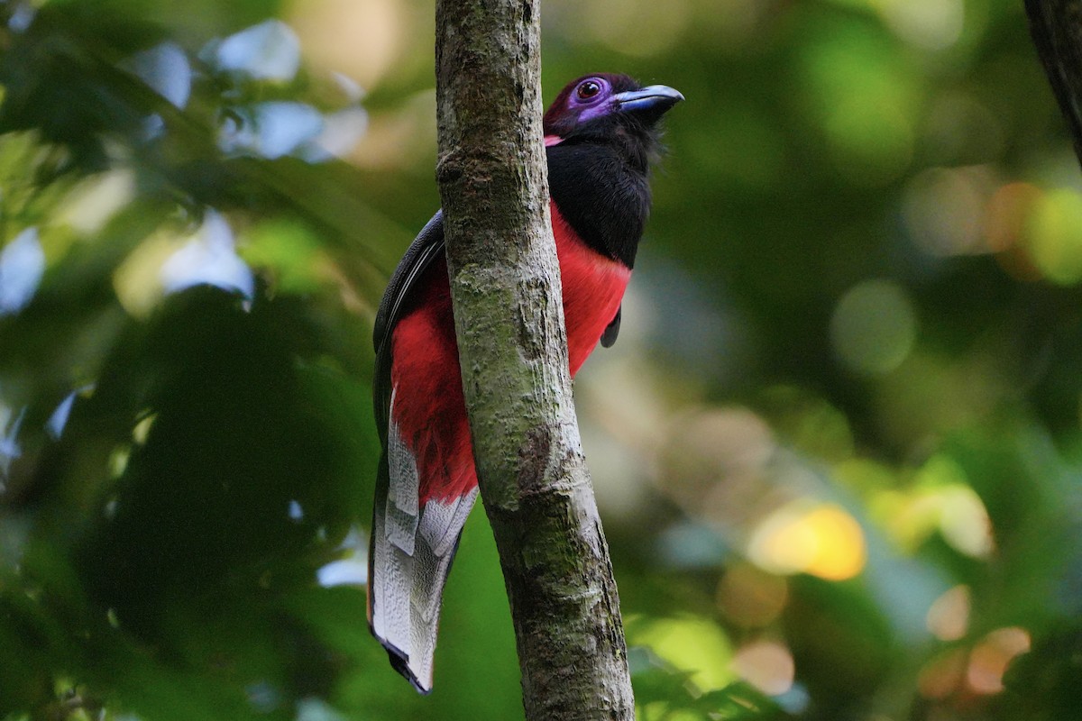 Diard's Trogon - ML636598515