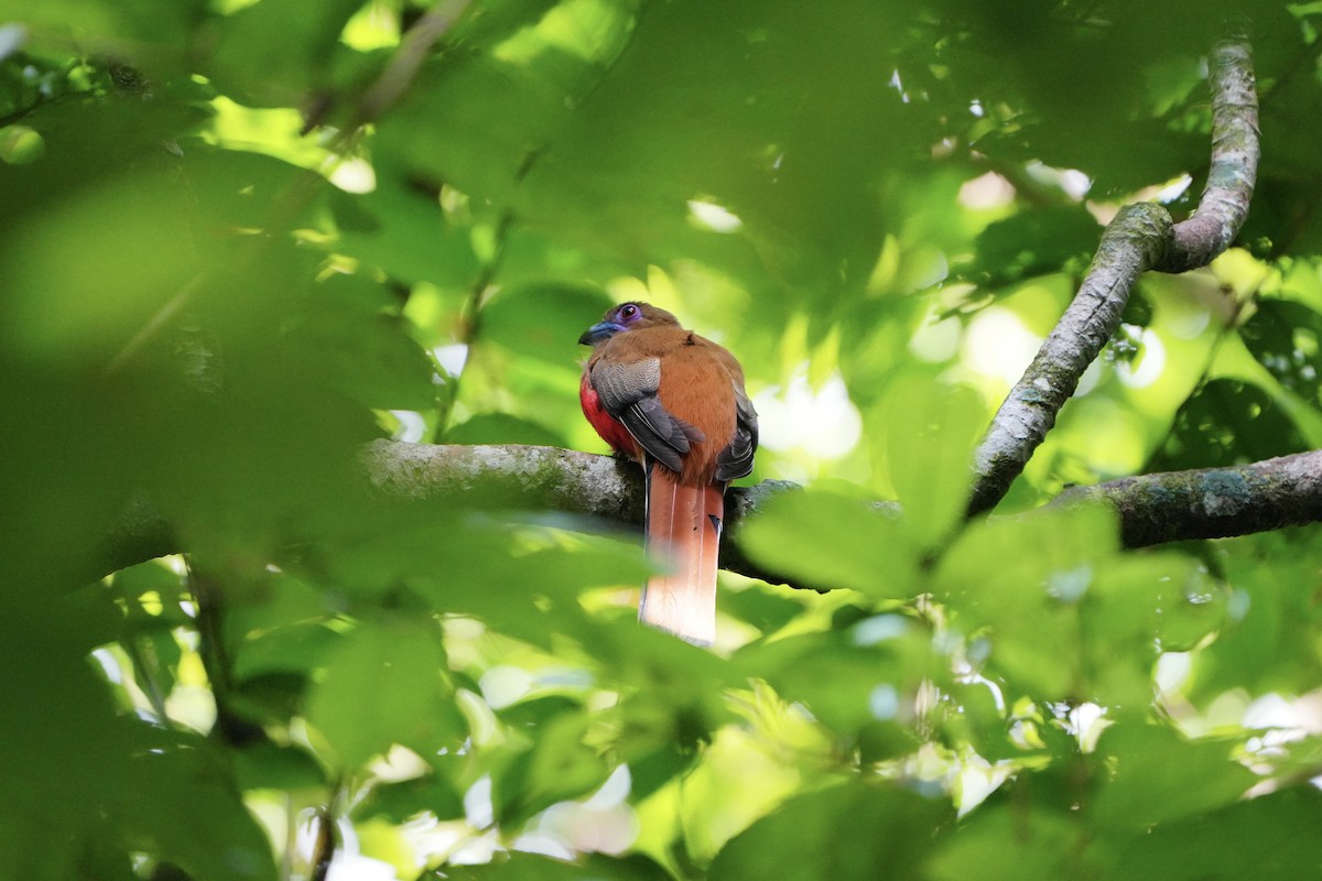 Diard's Trogon - ML636598516