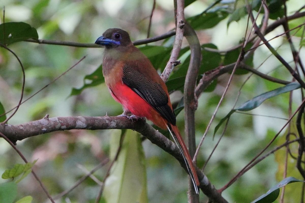 Diard's Trogon - ML636598522