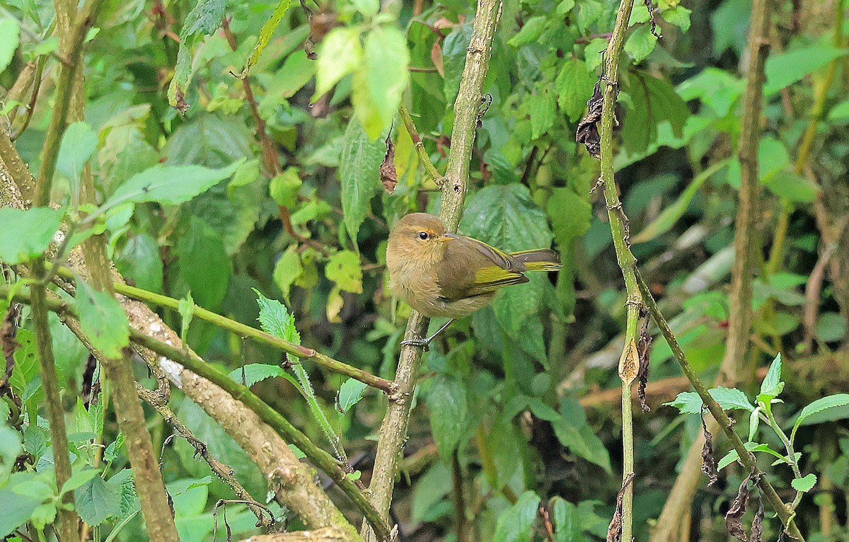 Brown Woodland-Warbler - ML636598574