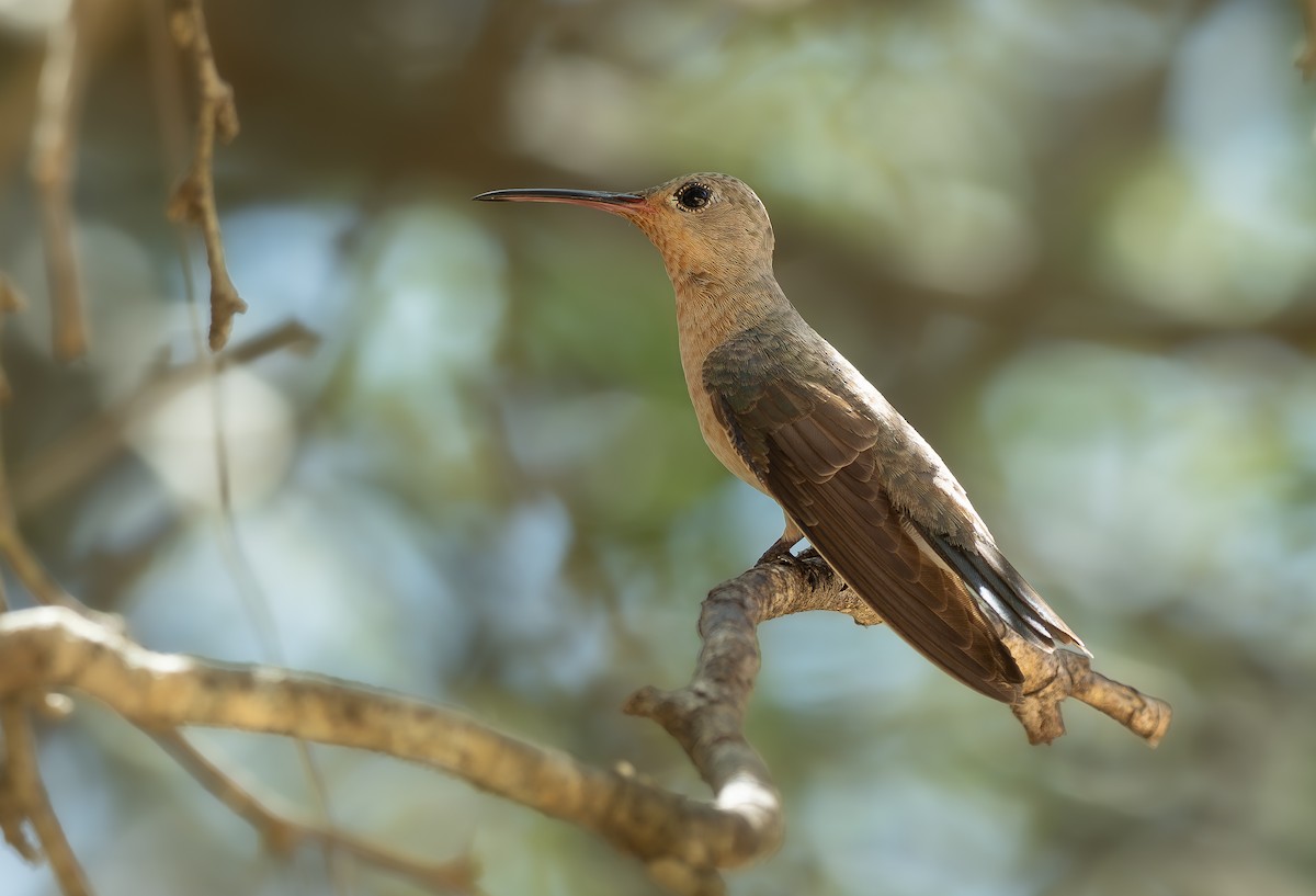 Buffy Hummingbird - ML636598651