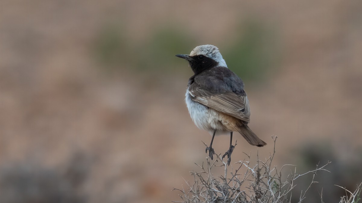 Red-rumped Wheatear - ML636598689