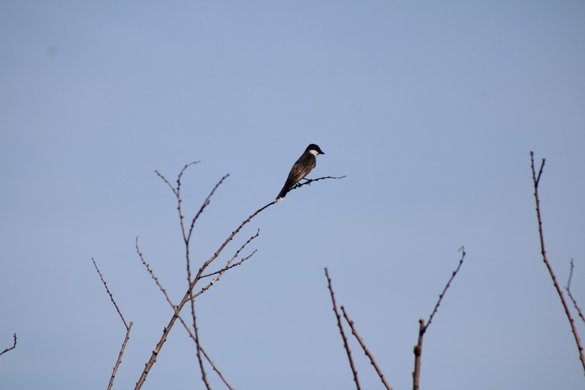 Eastern Kingbird - ML636598736