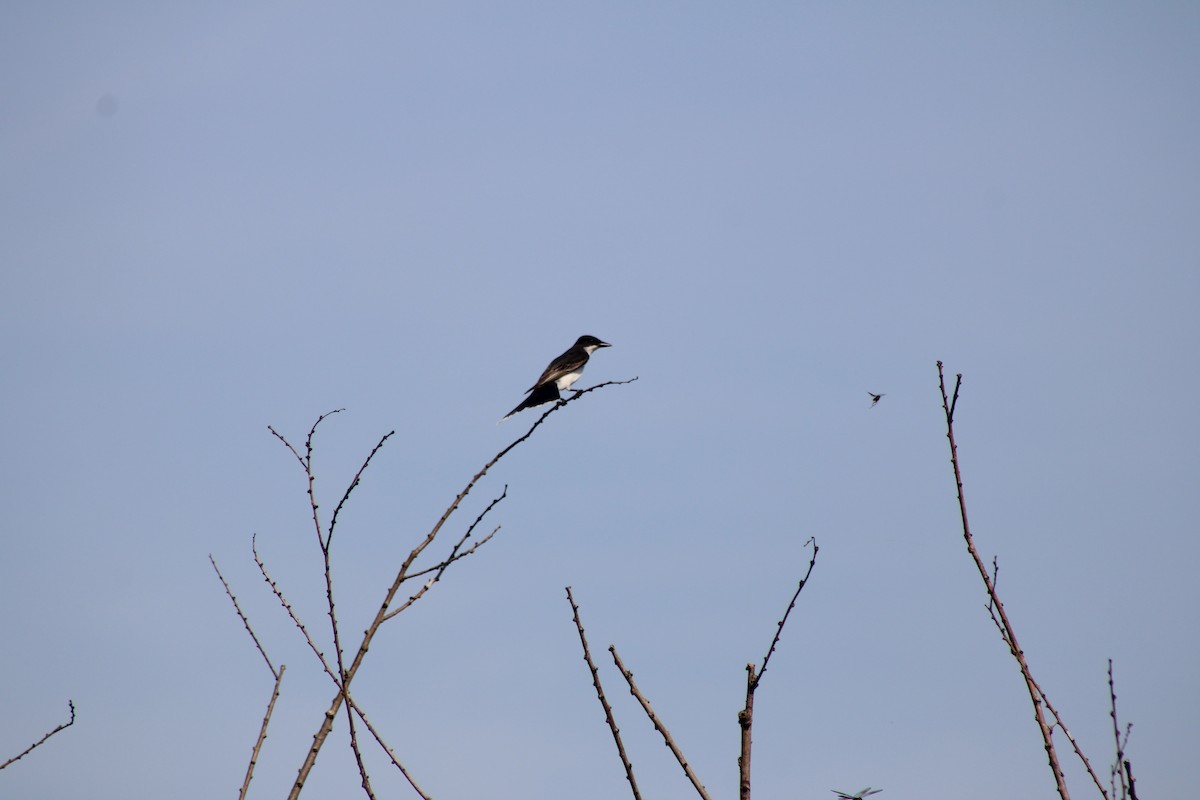 Eastern Kingbird - ML636598743