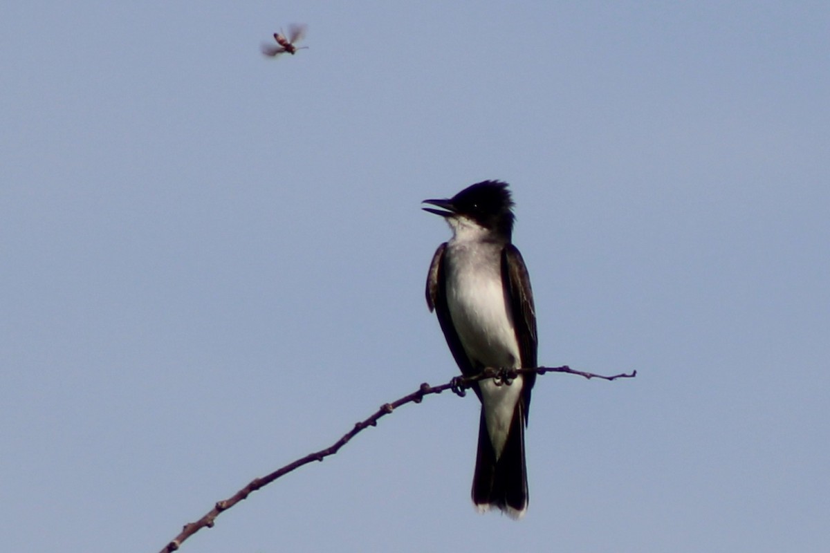 Eastern Kingbird - ML636598782