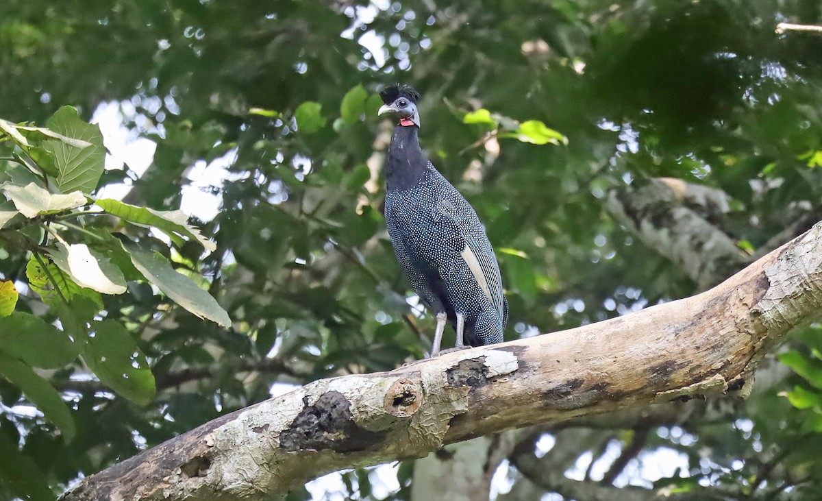 Western Crested Guineafowl - ML636598788