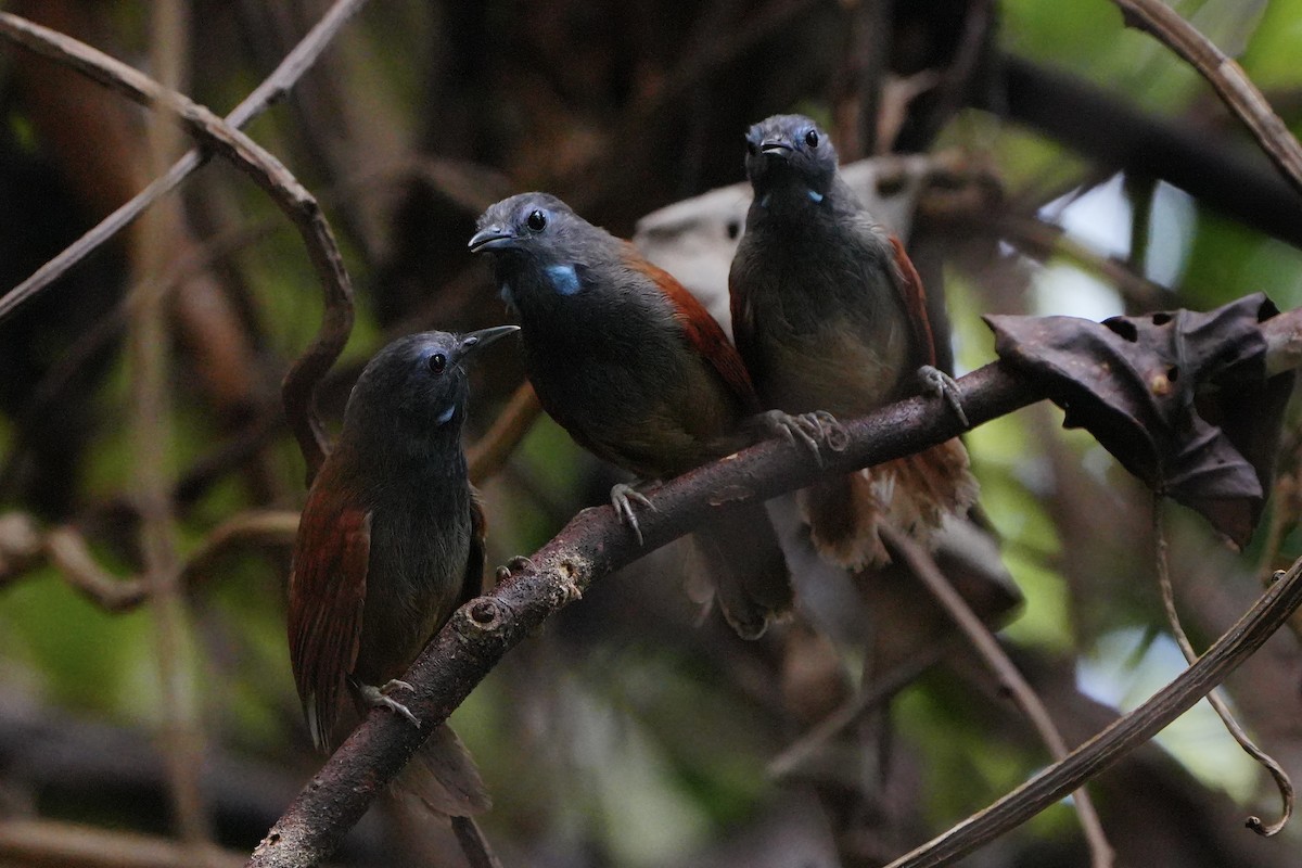 Gray-hooded Babbler - ML636598839