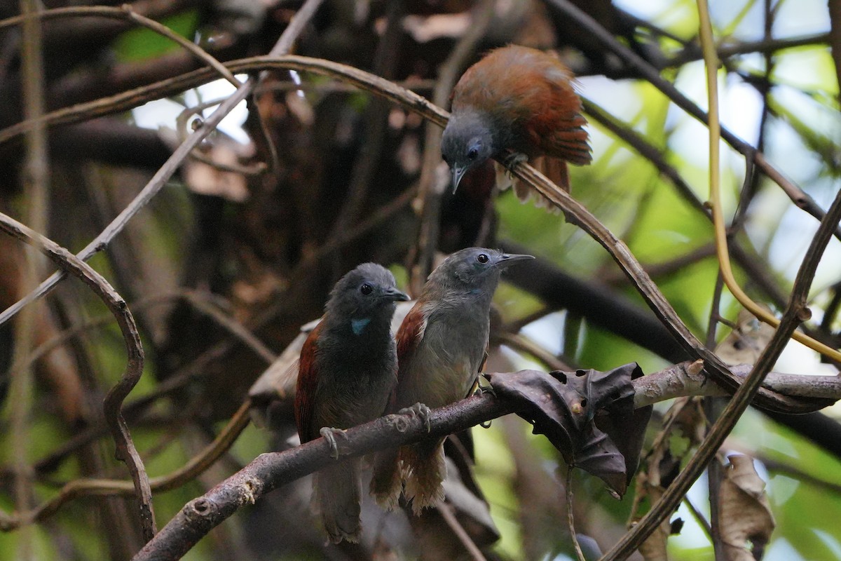 Gray-hooded Babbler - ML636598844