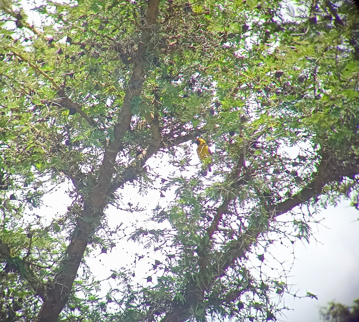 Fox's Weaver - ML636598857