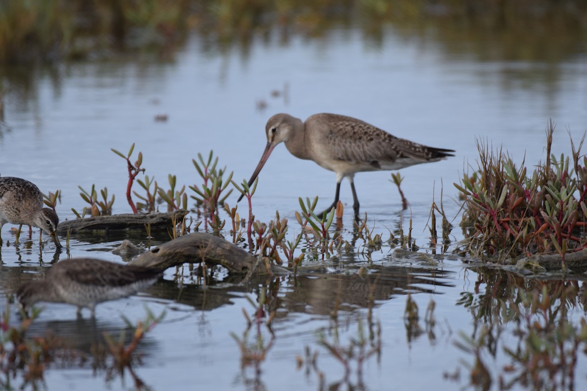 Marbled Godwit - ML636598864