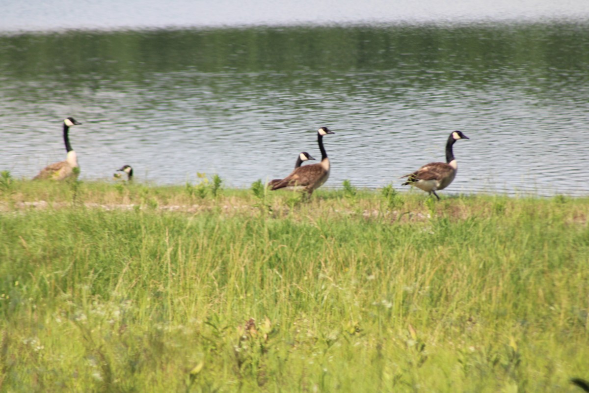 Canada Goose - ML636598878