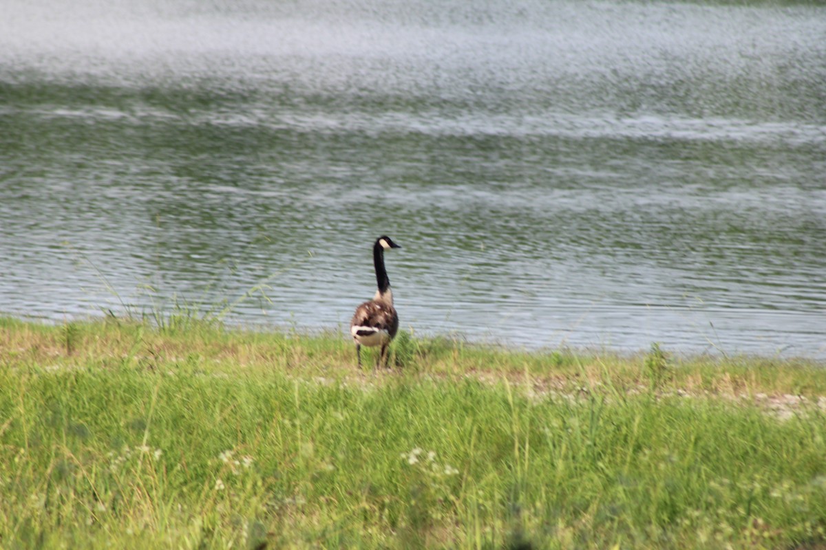 Canada Goose - ML636598879