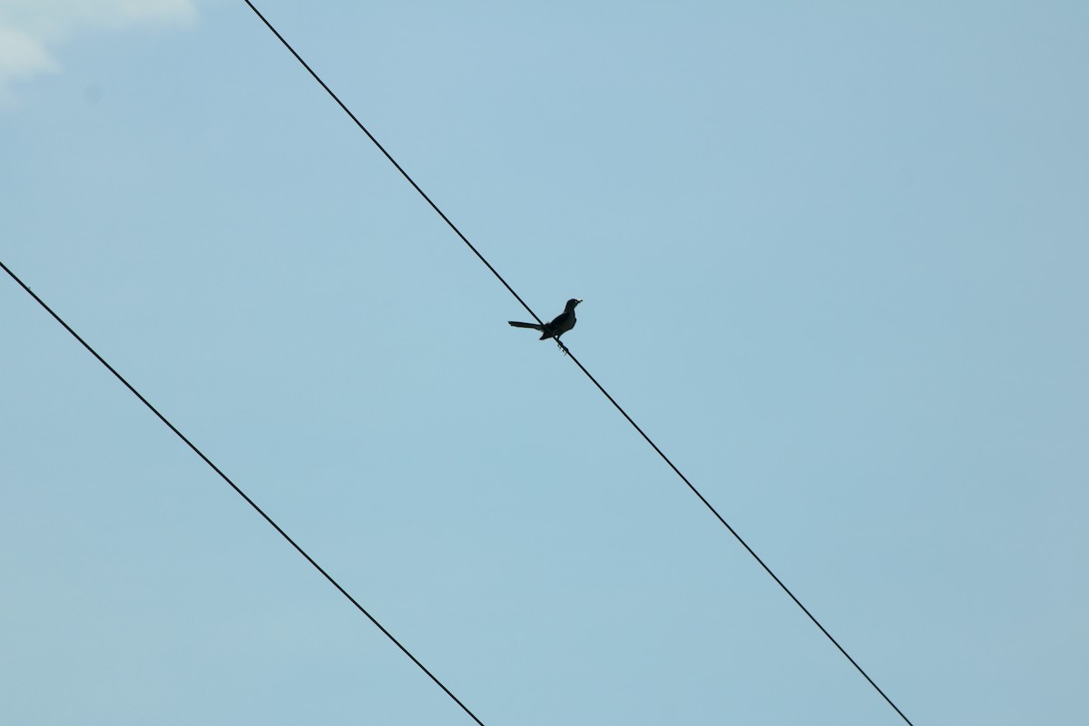 Northern Mockingbird - ML636598888
