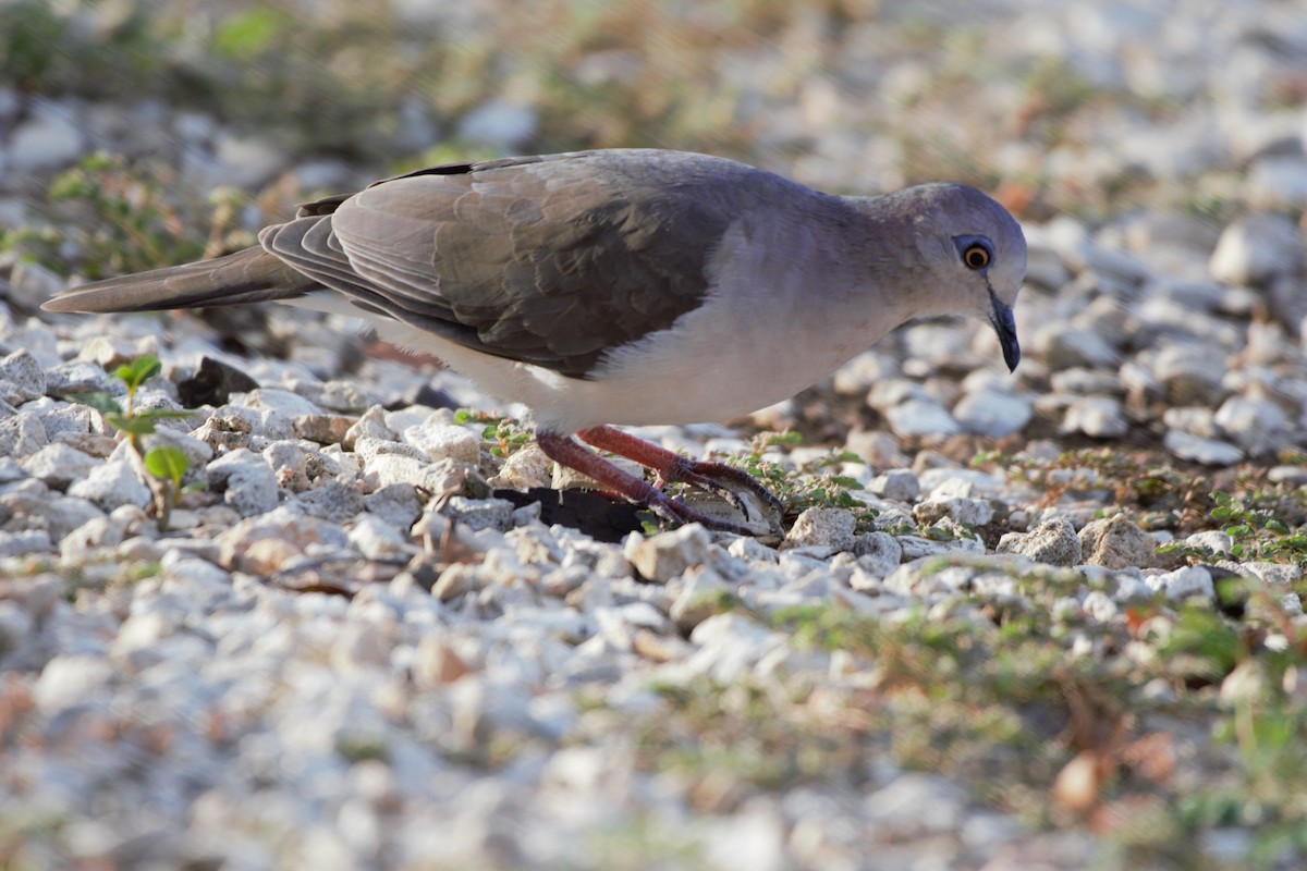 White-tipped Dove - ML636598891