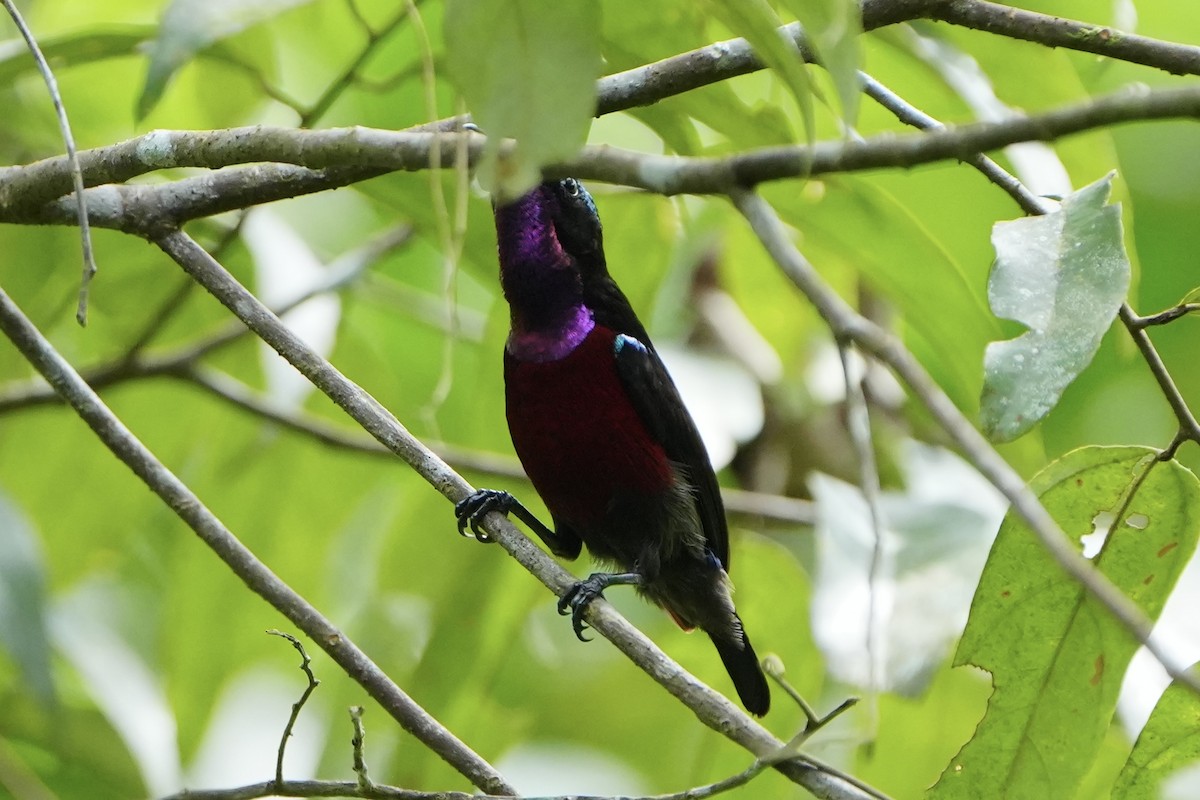 Van Hasselt's Sunbird - ML636598892