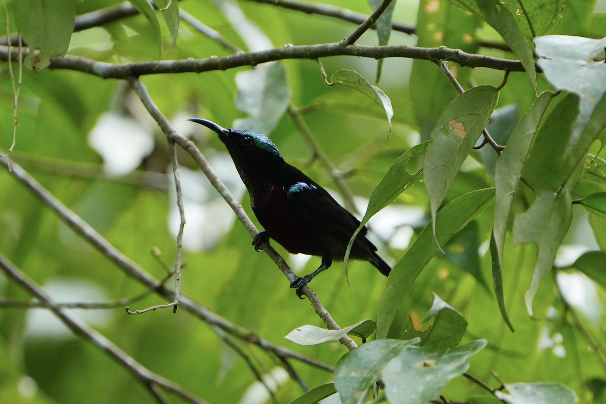 Van Hasselt's Sunbird - ML636598894
