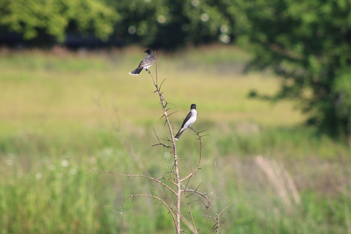 Eastern Kingbird - ML636598897