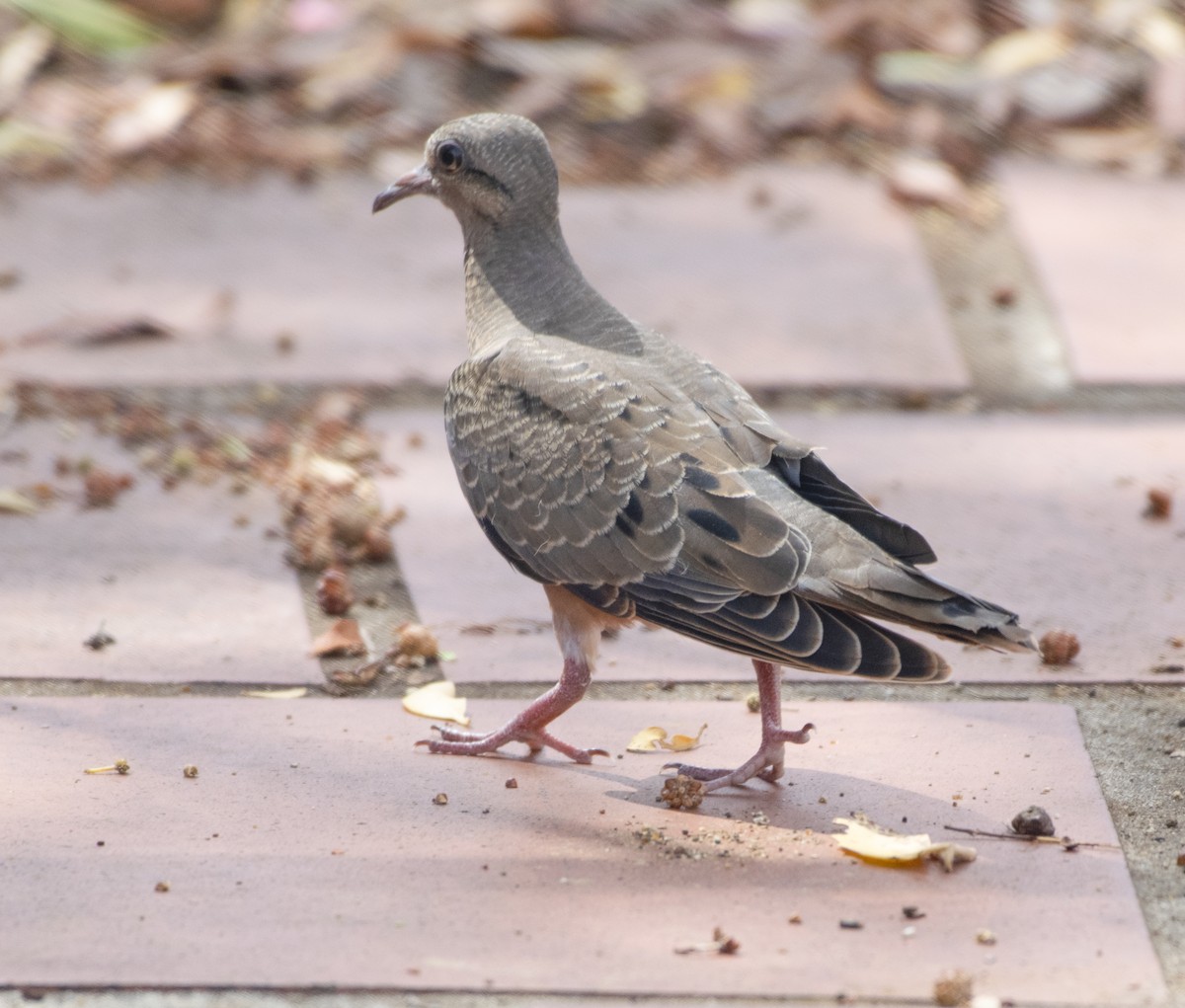 Eared Dove - ML636598900