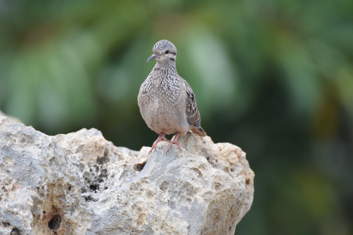 Eared Dove - ML636598901