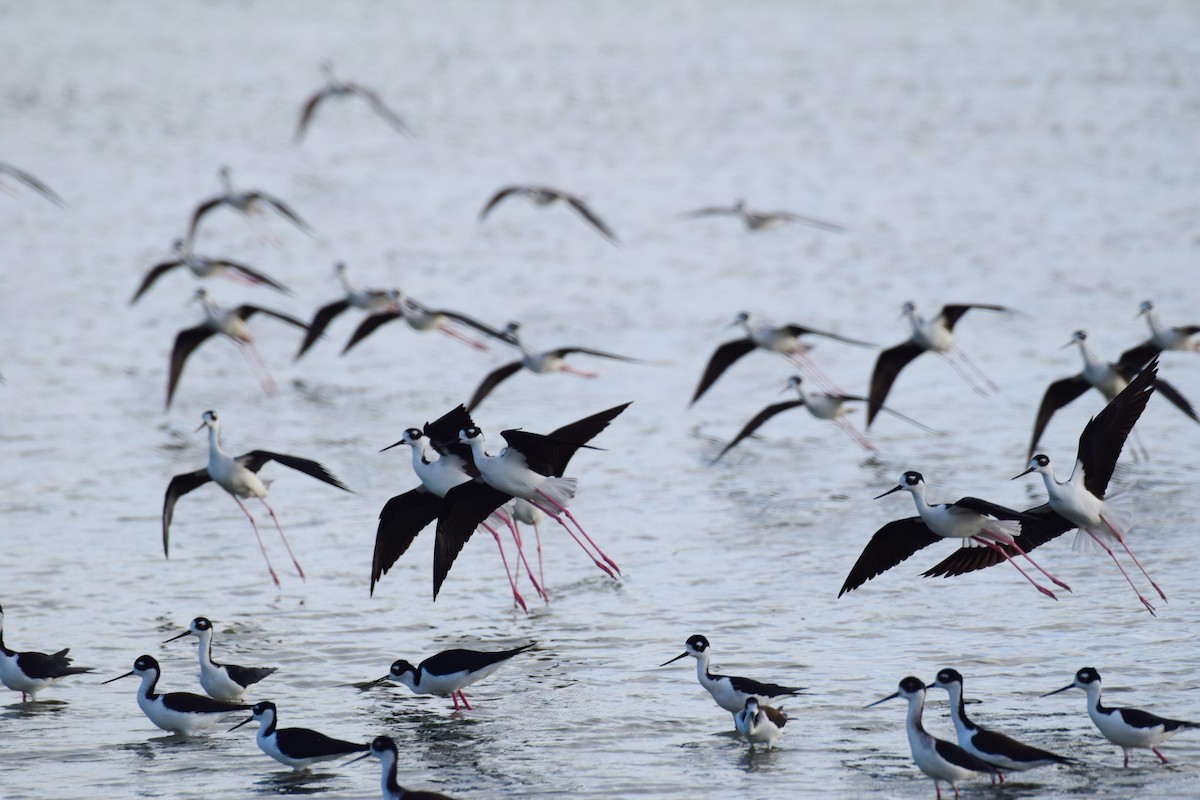 Black-necked Stilt - ML636598905