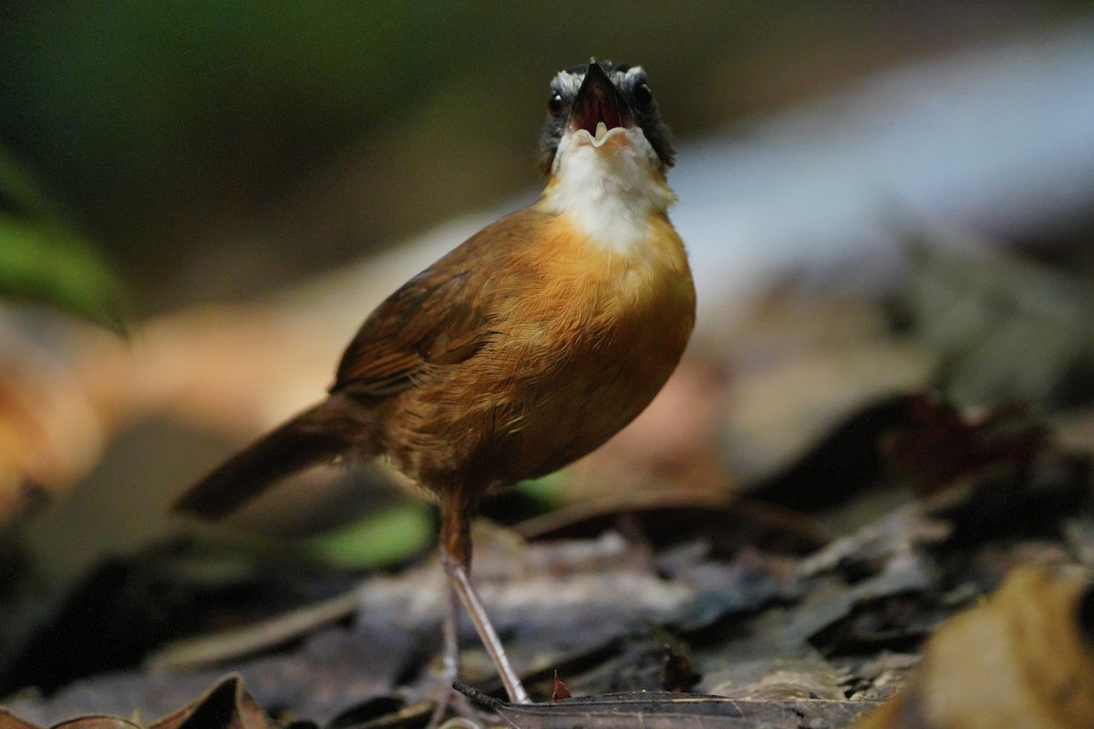 Bornean Black-capped Babbler - ML636598912