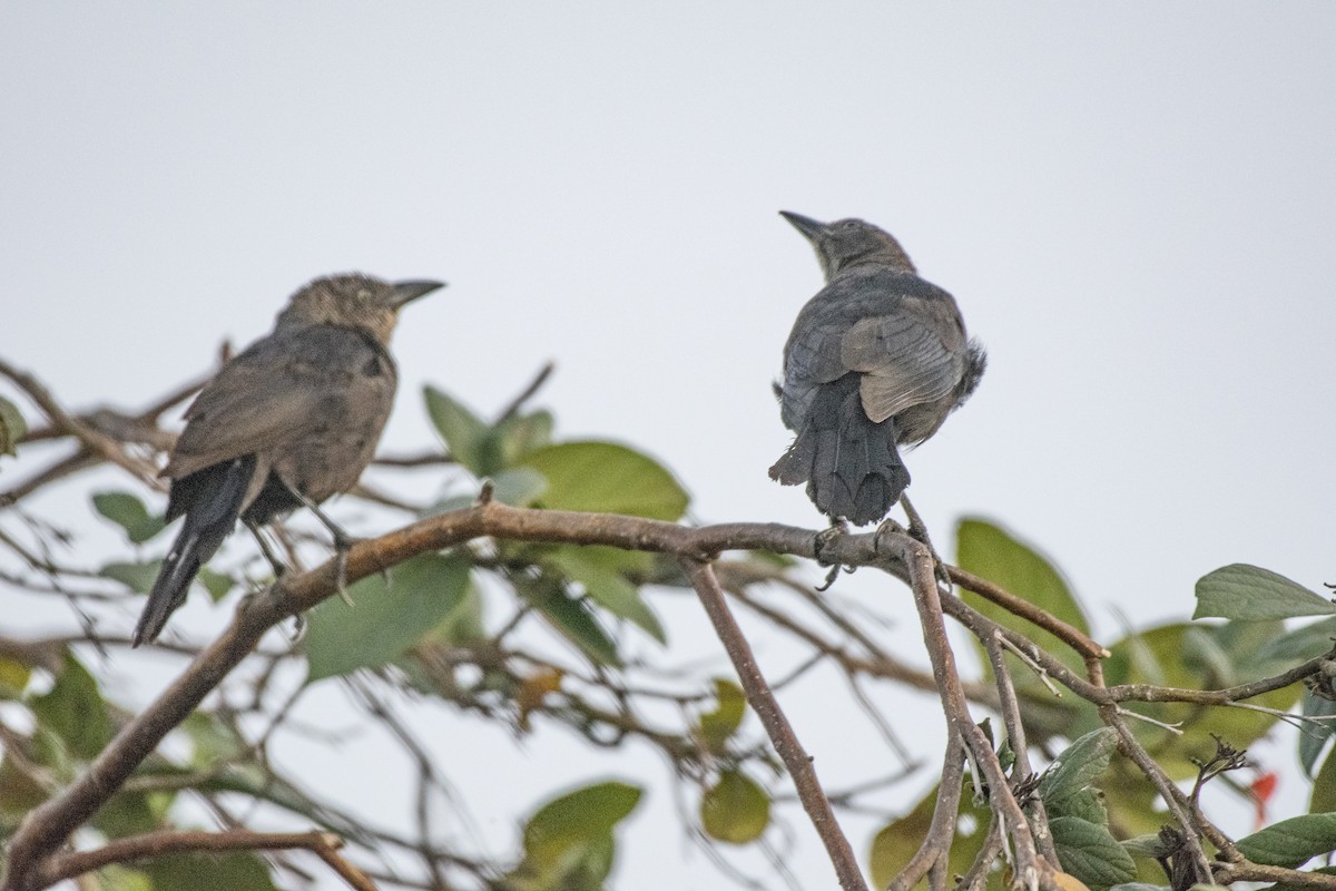 Carib Grackle - ML636598914