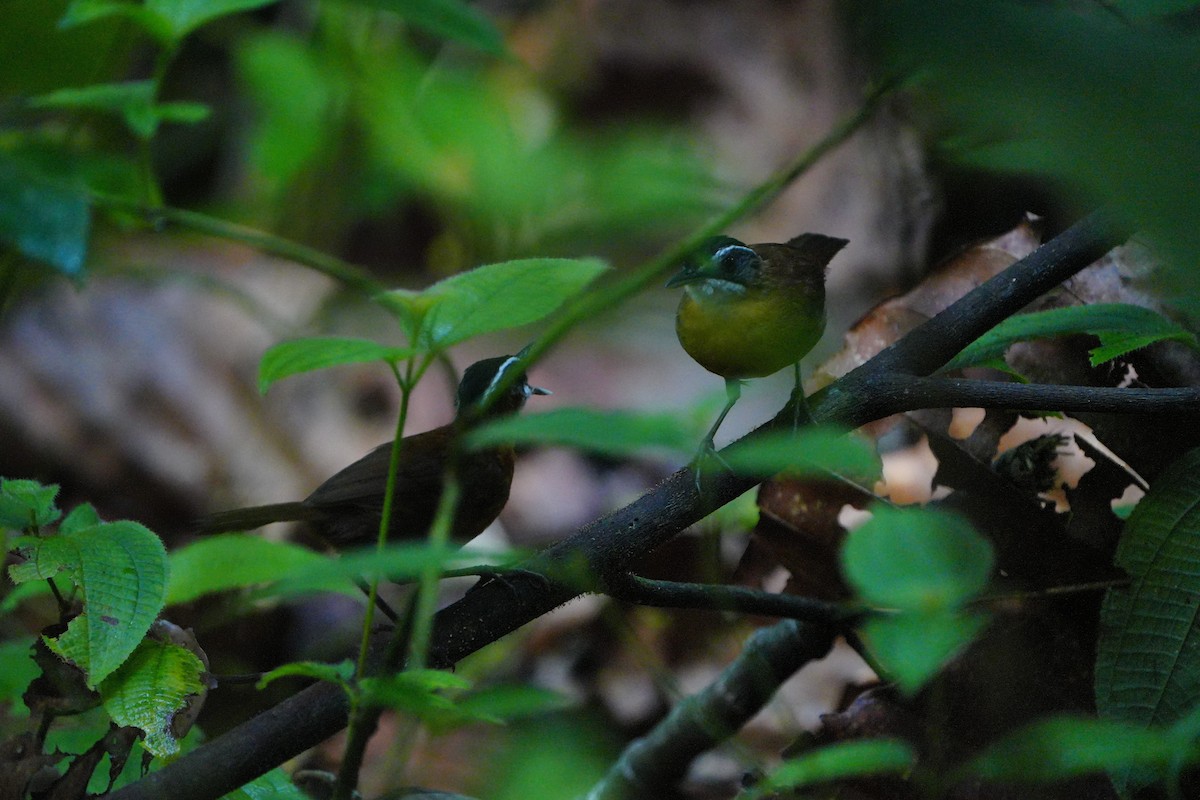 Bornean Black-capped Babbler - ML636598920